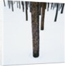 Tree Trunks in Snow by Anonymous