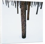 Tree Trunks in Snow by Anonymous