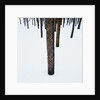 Tree Trunks in Snow by Anonymous