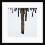 Tree Trunks in Snow by Anonymous