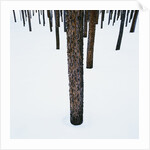 Tree Trunks in Snow by Anonymous
