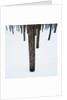 Tree Trunks in Snow by Anonymous
