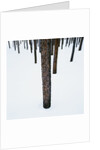 Tree Trunks in Snow by Anonymous