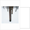 Tree Trunks in Snow by Anonymous