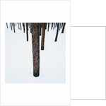 Tree Trunks in Snow by Anonymous