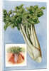 Illustration of celery by Anonymous