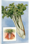 Illustration of celery by Anonymous