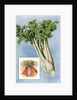 Illustration of celery by Anonymous