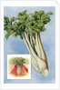 Illustration of celery by Anonymous