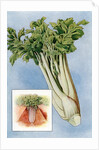 Illustration of celery by Anonymous