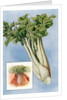 Illustration of celery by Anonymous
