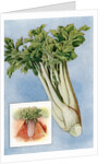 Illustration of celery by Anonymous