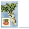 Illustration of celery by Anonymous