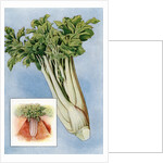 Illustration of celery by Anonymous
