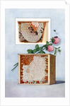Illustration of bees making clover honey in propagation boxes by Anonymous