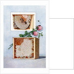 Illustration of bees making clover honey in propagation boxes by Anonymous