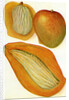 Illustration of mangoes by Anonymous
