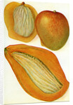 Illustration of mangoes by Anonymous