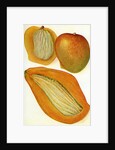 Illustration of mangoes by Anonymous