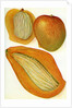 Illustration of mangoes by Anonymous