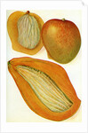 Illustration of mangoes by Anonymous