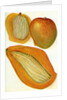 Illustration of mangoes by Anonymous