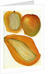 Illustration of mangoes by Anonymous
