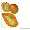 Illustration of mangoes by Anonymous