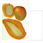 Illustration of mangoes by Anonymous