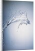 Water Splash by Anonymous
