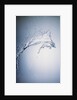 Water Splash by Anonymous