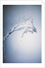 Water Splash by Anonymous