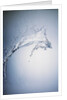 Water Splash by Anonymous