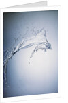 Water Splash by Anonymous