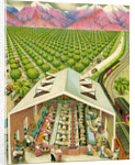 Illustration of California Orange Grove by C.H. DeWitt