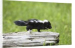 Baby skunk on log by Anonymous