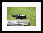 Baby skunk on log by Anonymous