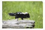 Baby skunk on log by Anonymous