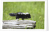 Baby skunk on log by Anonymous