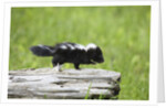 Baby skunk on log by Anonymous