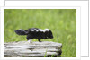 Baby skunk on log by Anonymous