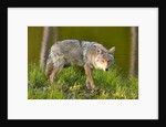 Coyote by Anonymous