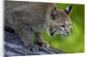 Lynx on log by Anonymous
