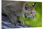 Lynx on log by Anonymous