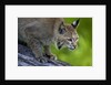 Lynx on log by Anonymous