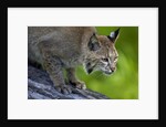 Lynx on log by Anonymous