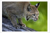 Lynx on log by Anonymous