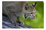 Lynx on log by Anonymous
