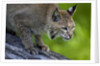 Lynx on log by Anonymous