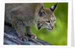 Lynx on log by Anonymous